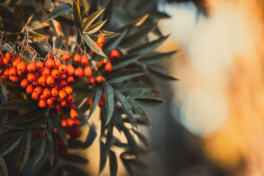 Autumn rowan berries on branch. Rowan berries sour but rich vitamin C. Red berries and leaves on branch close up. Blurred background. Selective focus.