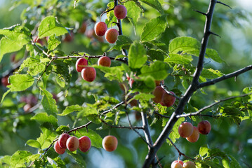 American Plum Tree Fruit In Early September In Wisconsin