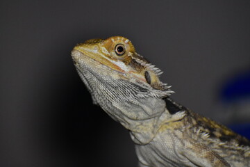 Bearded Dragon
