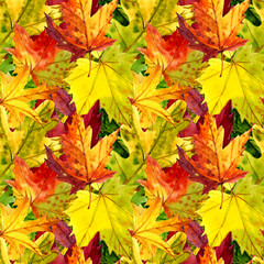Naklejka na ściany i meble Colorful autumn leaves painted in watercolor. Autumn. Seamless pattern. Packaging design, fabrics, etc.