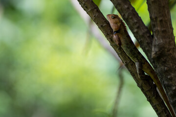 Lizard relaxing on a branch tree
