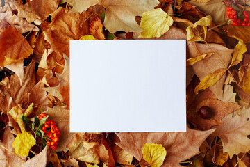 autumn background with blank paper sheet and leaves