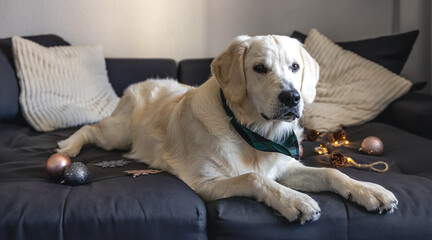 Close-up, labrador on a couch with Christmas decor.