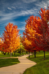 Peak Fall Color in south Denver Colorado urban park