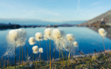 Eriophorum in the mountain. 