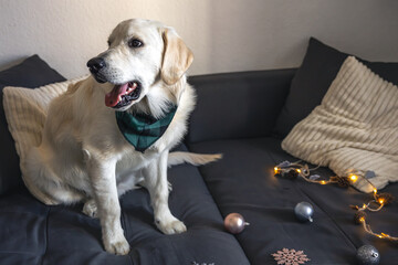 Obraz premium White labrador dog on the couch among the Christmas decor, copy space.
