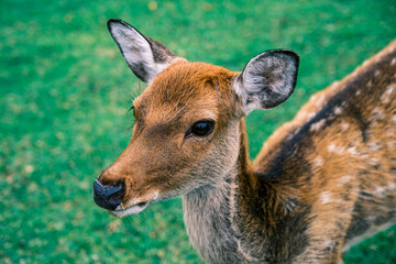 【#奈良】奈良公園の仔鹿