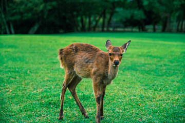 【#奈良】奈良公園の仔鹿