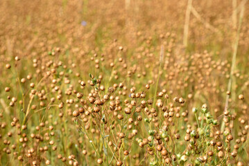 Buckwheat field in the countryside during the day. Buckwheat ears in autumn during harvesting.