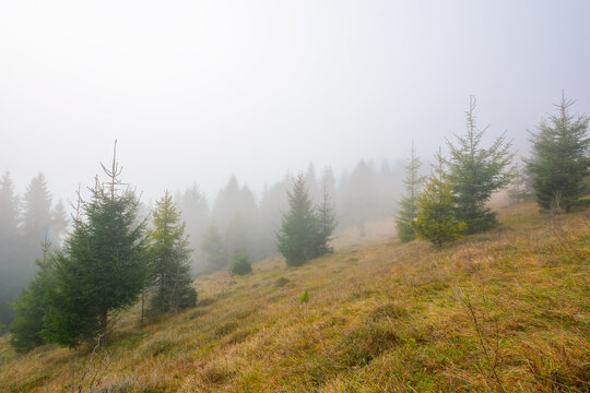 foggy autumn scenery in the morning. spruce forest on the hill with weathered grass. outdoor nature adventures in mysterious weather with overcast sky