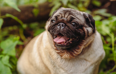 Pug dog with an open mouth and his tongue sticking out.and sitting in the grass of the forest on a sunny day.