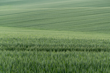 Field with green wheat, unripe crops