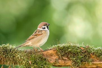 Ein Feldsperling