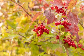 Red viburnum berries. Natural. Autumn yellow leaves
