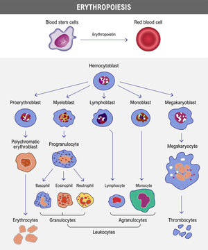 Erythropoiesis. The development of red blood cell. Erythrocyte.