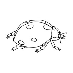 Linear sketch of a summer insect, ladybug doodle.Vector graphics.