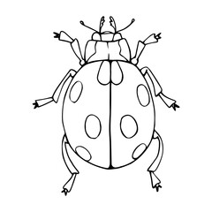 Linear sketch of a summer insect, ladybug doodle.Vector graphics.
