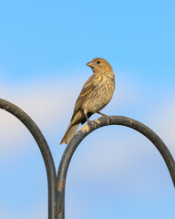 Pine Siskin bird on the feeder post.