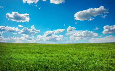 Beautiful green field and blue cloudy sky.