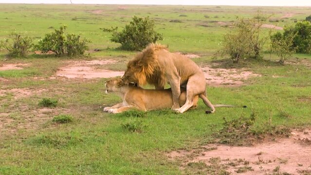 Lion and lioness mating on green savannah grass, lioness rolling on her back