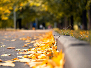 Yellow leaves lie on the pavement. The concept of autumn.