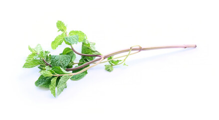 mint green leaf on branch