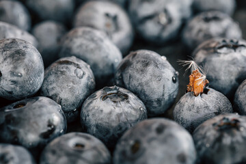 Water drops on ripe sweet blueberry, macro.