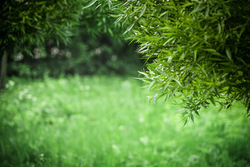 Fototapeta na wymiar Tree branches and natural green background in blur. Summer park background image and summer light