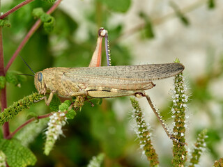 Egyptian Bird Grasshopper. Anacridium aegyptium   