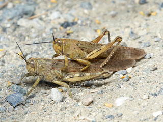 Egyptian Bird Grasshopper. Anacridium aegyptium   