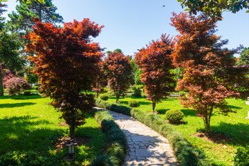 Exotic subtropical trees and plants in the park