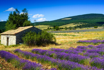 Fototapeta na wymiar Typical provencal stone shelter in front of lavender
