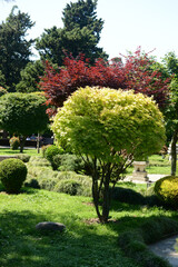 Exotic subtropical trees and plants in the park