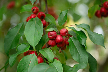 Pink Chinese apples, ranetka or paradise apples on the green branch Malus prunifolia, plumleaf crab apple, plum-leaved apple, pear-leaf crabapple or Chinese crabapple