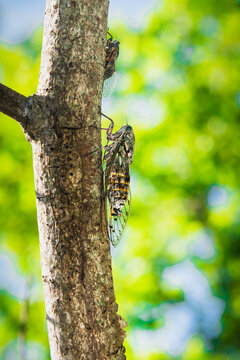 Close up view of a cicada orni in provence
