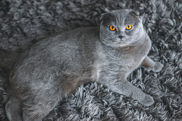 Beautiful grey cat. British Shorthair cat, adorable and funny pet