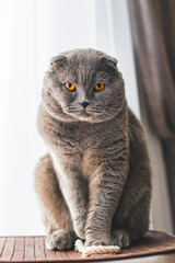 Beautiful grey cat. British Shorthair cat, adorable and funny pet