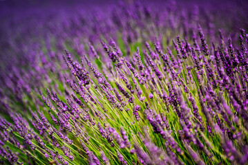 Fototapeta na wymiar Close up on lavender flower