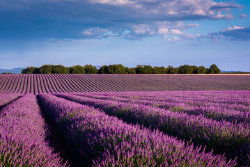 Fototapeta na wymiar Typical landscape of lavender fields on Valensole plateau