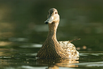 female mallard duck looking at the camera
