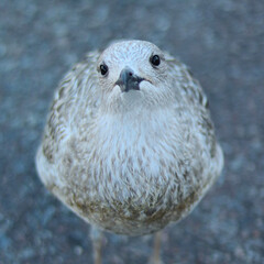 Portrait of a cute young seagull chick with black eyes and brown, gray, brown and white feathers standing on a gray background, looking adoringly into the camera