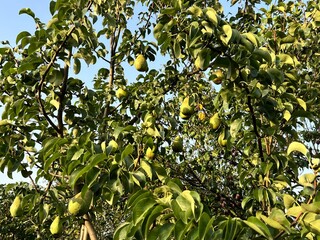 A harvest of ripe, large, juicy pears has ripened on the fruit trees. Growing fruit in the garden for sale in supermarkets. Pear farm