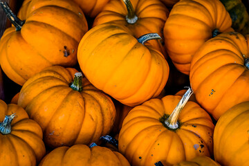 Orangita, Cucurbita Pepo, Speisekürbis, Kürbisernte, Kürbisfest, Herbst, Herbstmarkt, Baselland, Nordwestschweiz, Schweiz