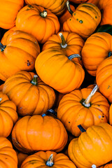 Orangita, Cucurbita Pepo, Speisekürbis, Kürbisernte, Kürbisfest, Herbst, Herbstmarkt, Baselland, Nordwestschweiz, Schweiz