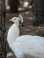 White Peacock in a park in Spain