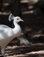 White Peacock in a park in Spain