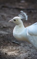 White Peacock in a park in Spain
