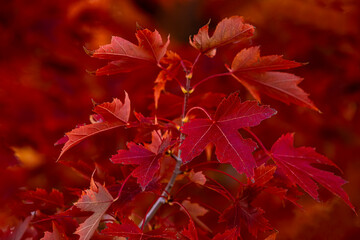 Macro photo of a red maple tree in full fall color