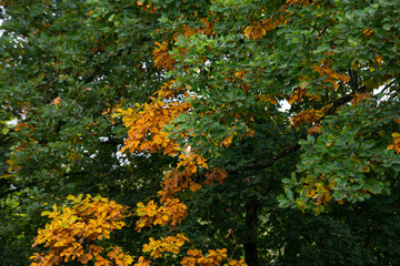Oak with brown leaves at autumn sunset.