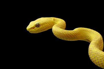 Yellow viper snake on branch, viper snake isolated on black background, animal closeup